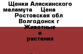 Щенки Аляскинского маламута  › Цена ­ 10 000 - Ростовская обл., Волгодонск г. Животные и растения » Собаки   . Ростовская обл.,Волгодонск г.